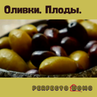 ОЛИВКИ    ПЛОДЫ